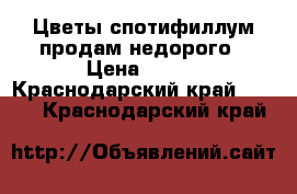 Цветы спотифиллум продам недорого › Цена ­ 350 - Краснодарский край  »    . Краснодарский край